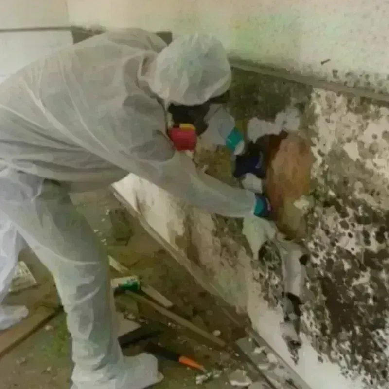 Mold Remediation and Removal in Lone Pine, CA